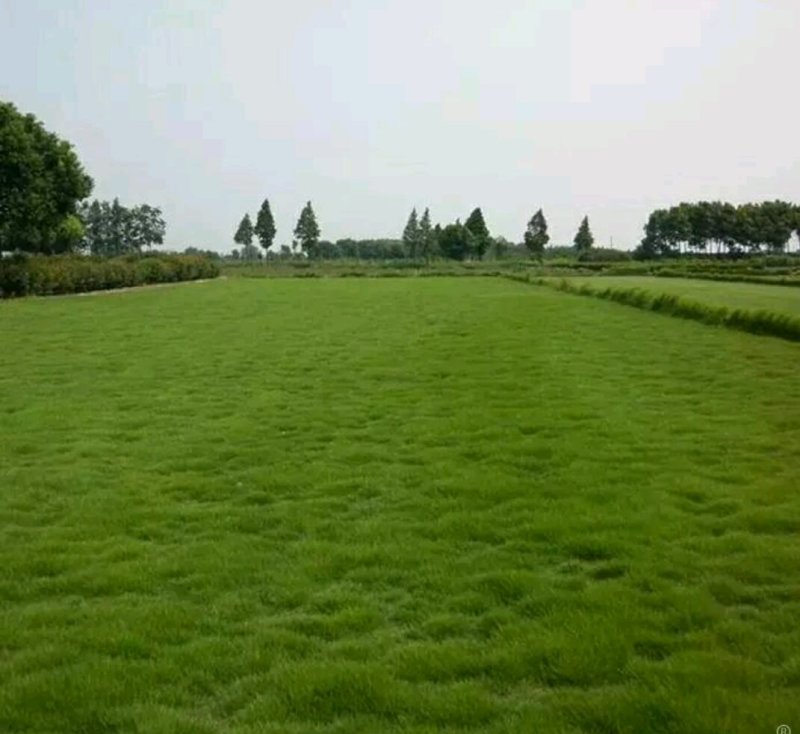 高羊茅种子