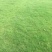 高羊茅种子