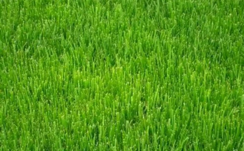 高羊茅种子
