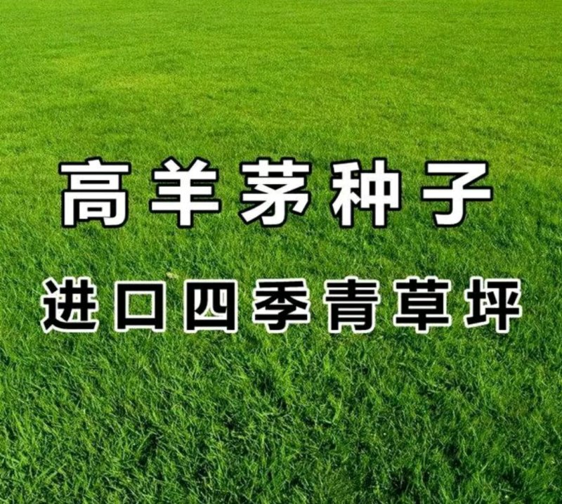 高羊茅种子