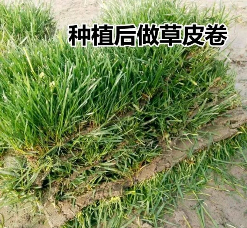 高羊茅种子