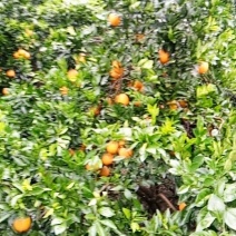 下雨后的妞荷尔
