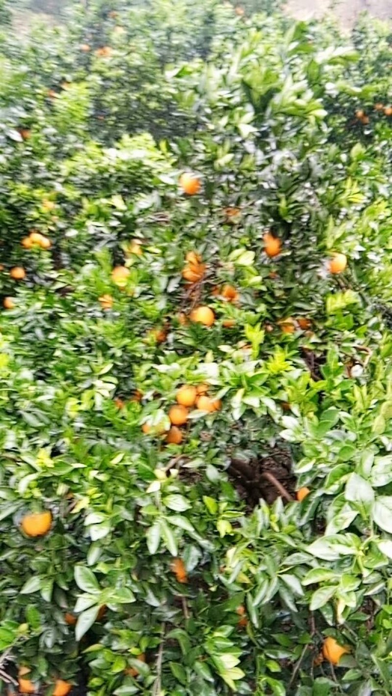 下雨后的妞荷尔
