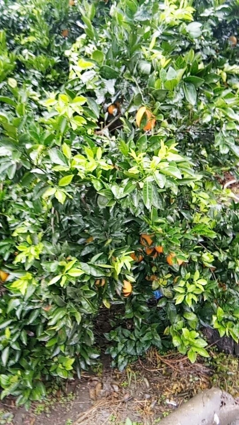 下雨后的妞荷尔