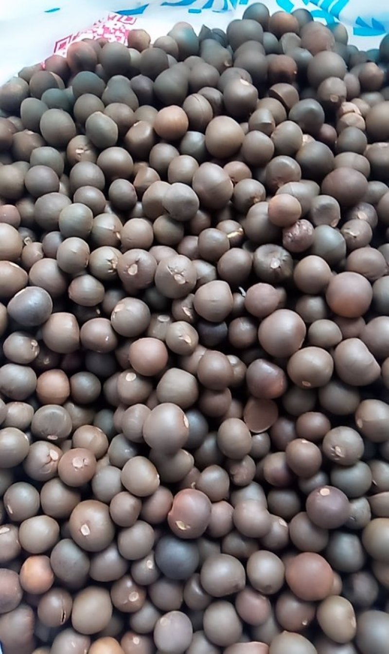绿茶种子，茶叶种子