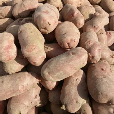 青薯9号土豆通货4两以上质量可以按照要求选装定