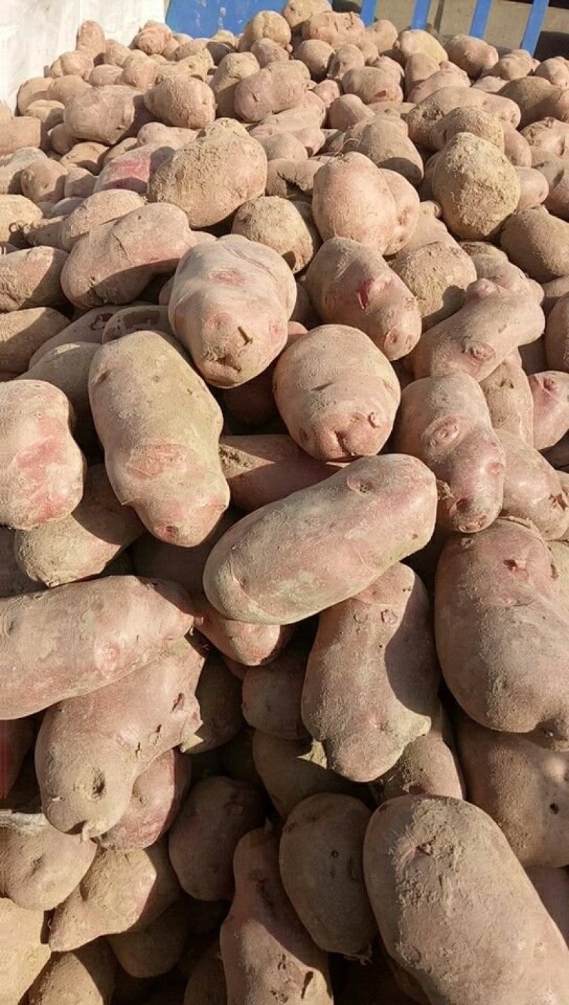 青薯9号土豆通货4两以上质量可以按照要求选装定
