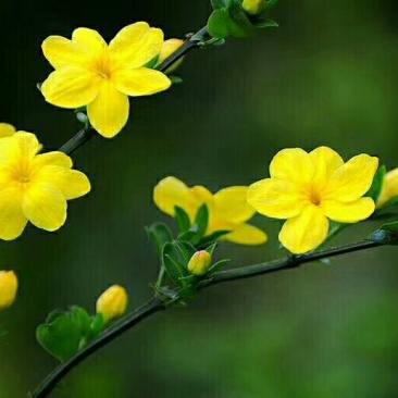 迎春花苗