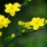 迎春花苗