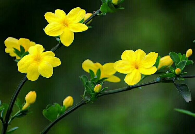 迎春花苗