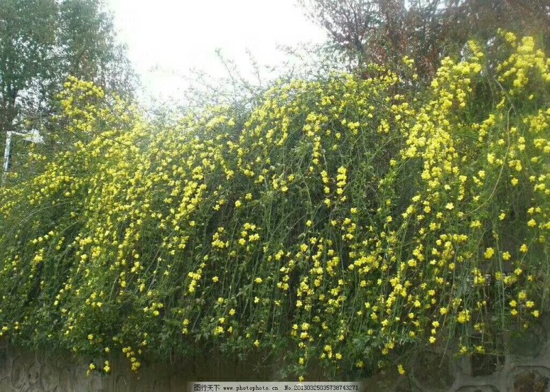 迎春花苗