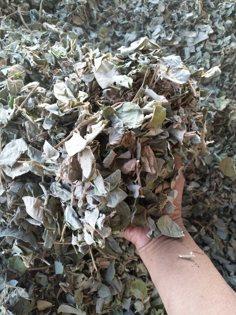 金钱草