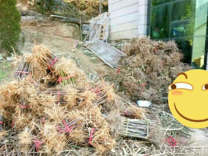 覆盆子苗