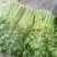 陆地芹菜！河南芹菜，颜色好，脆，全国发货，诚信代办
