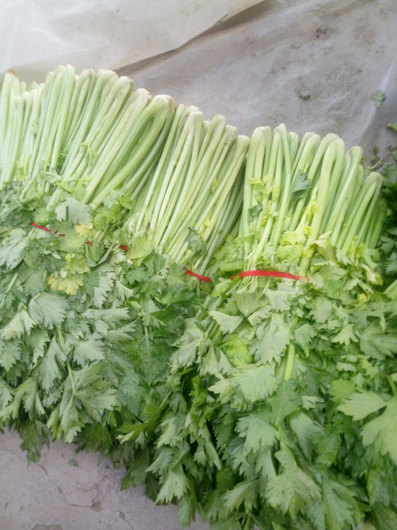 陆地芹菜！河南芹菜，颜色好，脆，全国发货，诚信代办