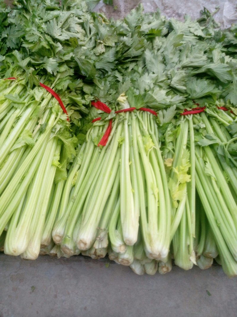 陆地芹菜！河南芹菜，颜色好，脆，全国发货，诚信代办
