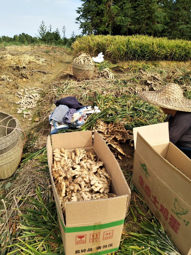 瑶山香辣火姜