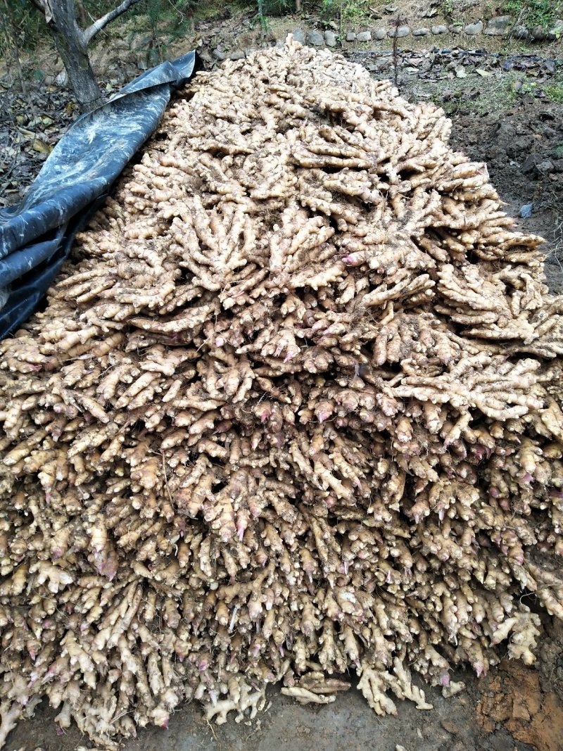 瑶山香辣火姜