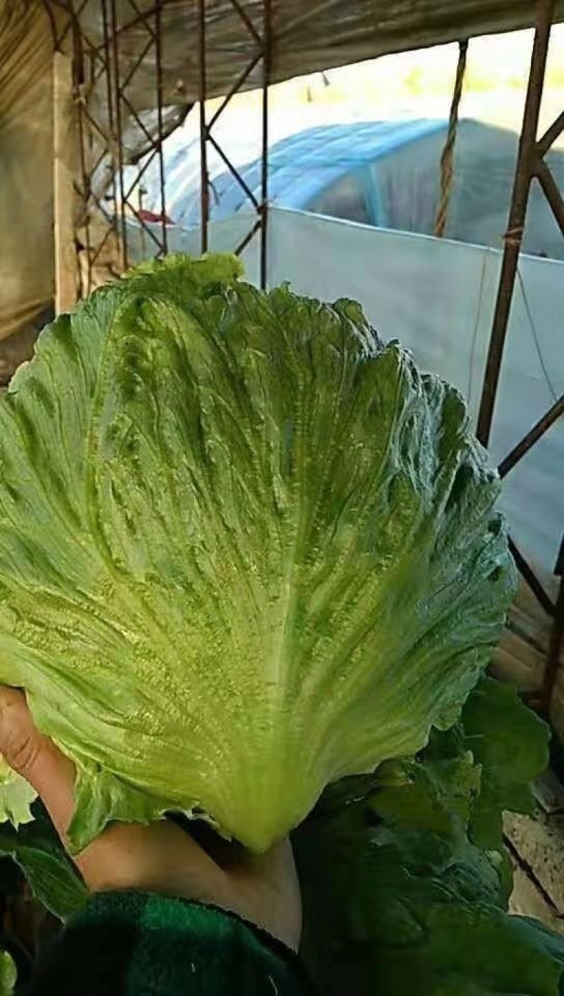 产地精品球生菜质优价廉欢迎选购诚信合作！！！