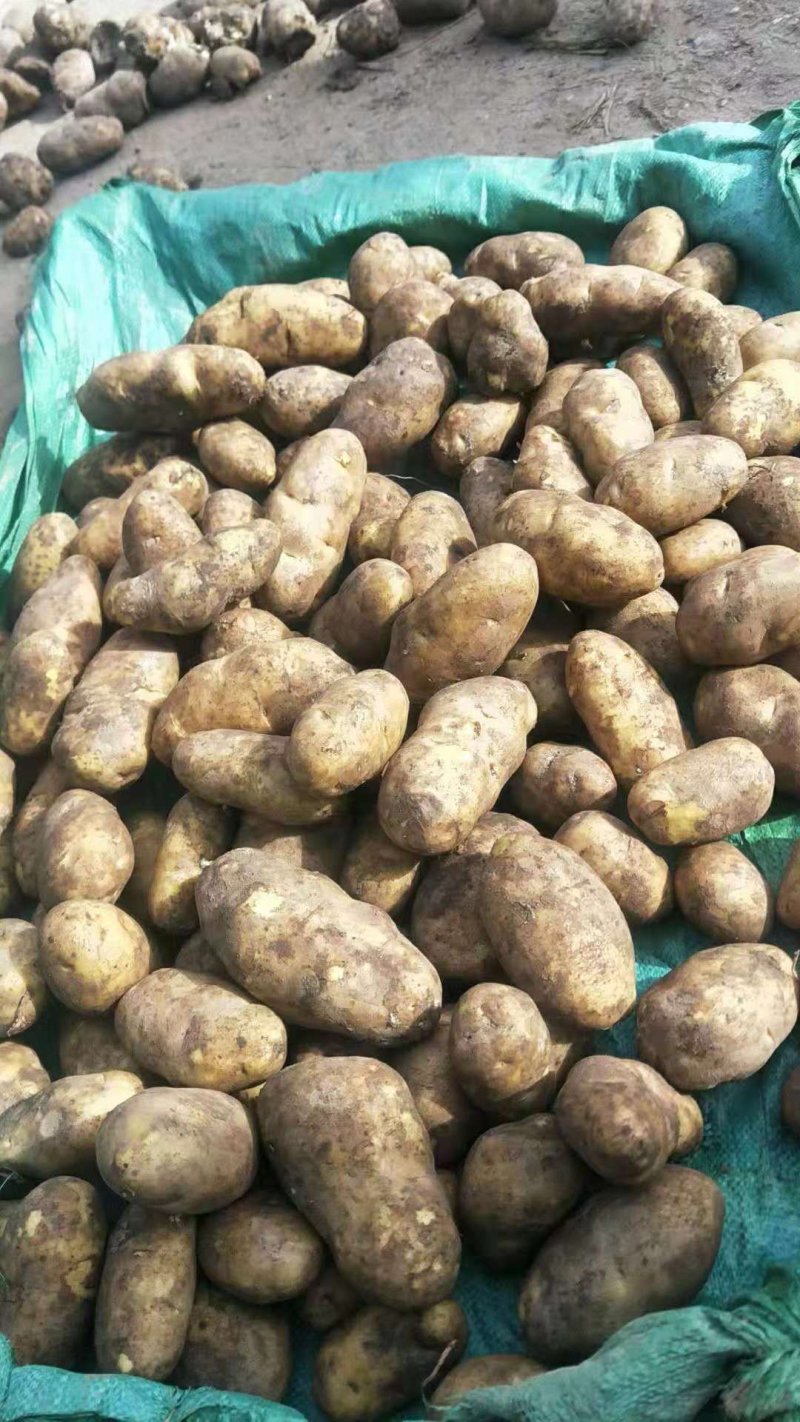 荷兰十五二两起步翻包0.52