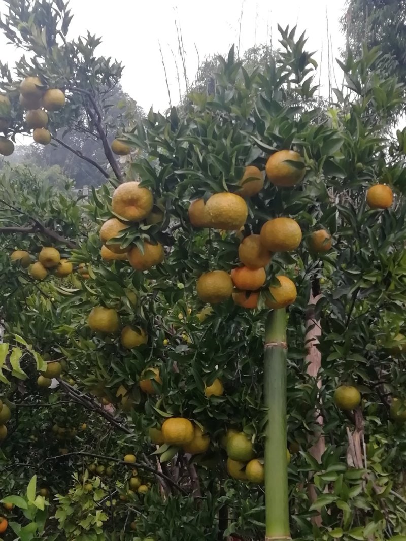 碰柑0.8