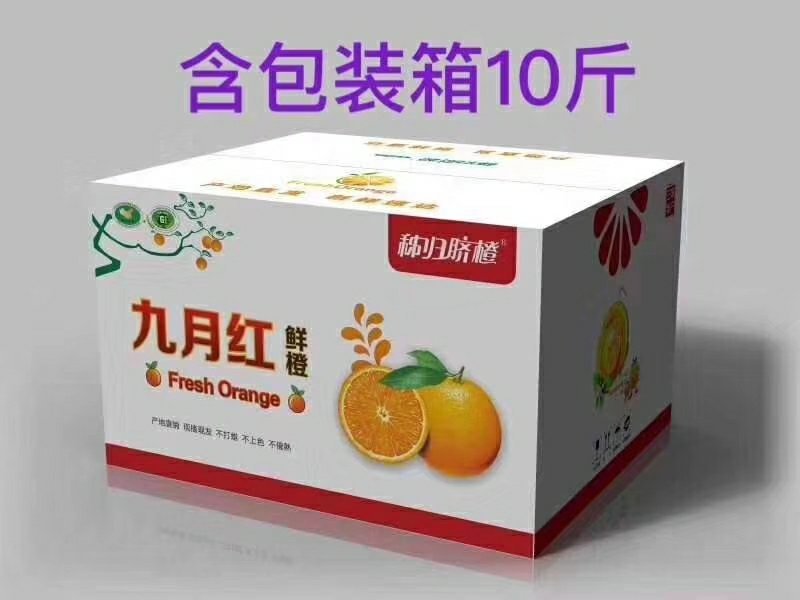 湖北秭归九月红果冻橙