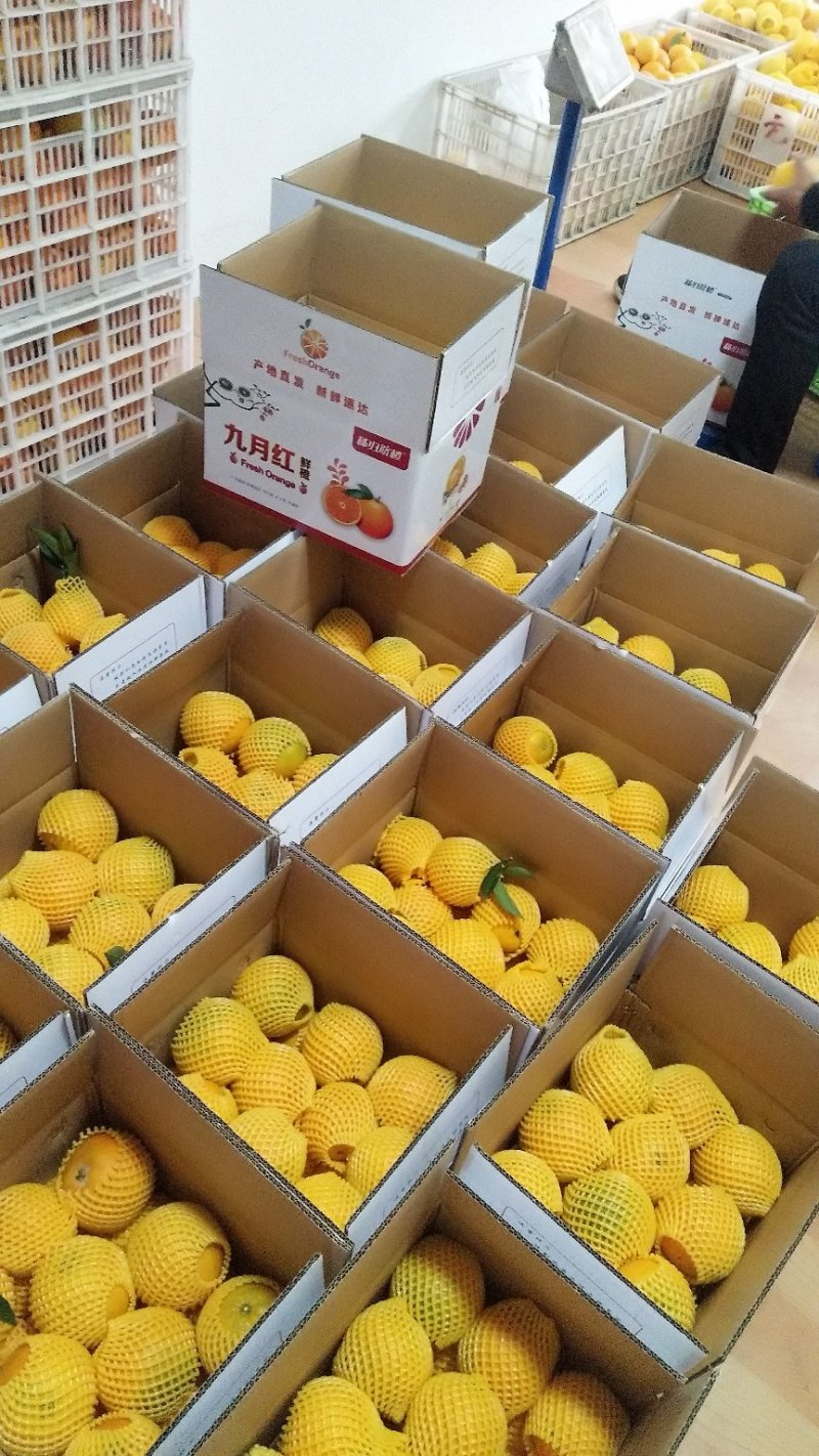 湖北秭归九月红果冻橙