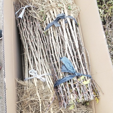 花椒苗山东大红袍花椒苗多少钱一棵