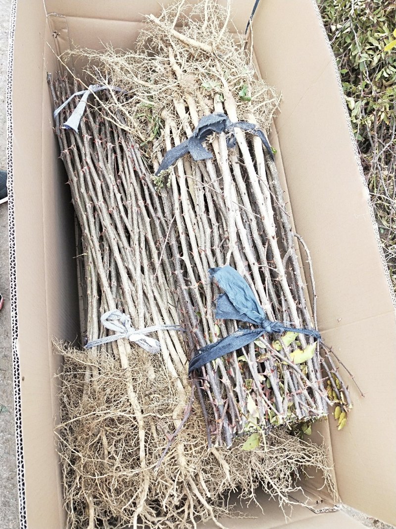 花椒苗山东大红袍花椒苗多少钱一棵