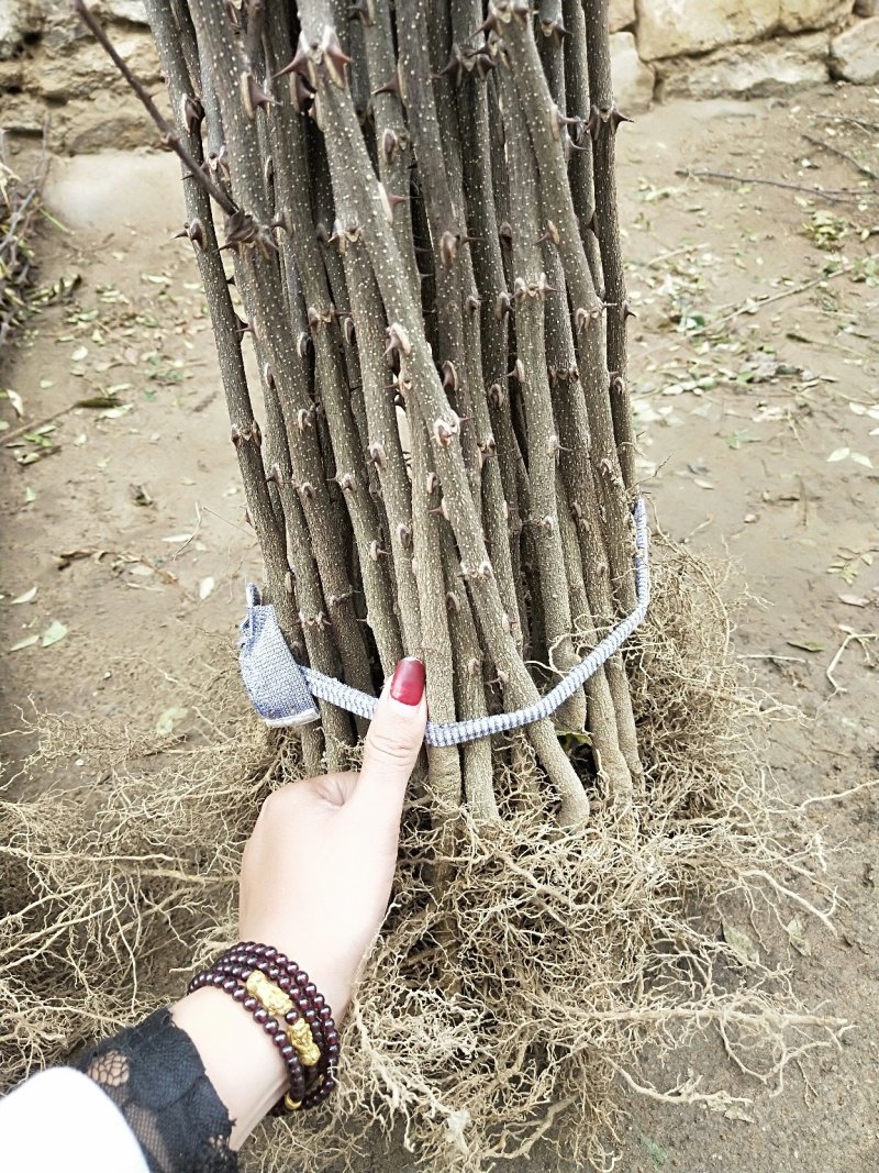 花椒苗山东大红袍花椒苗多少钱一棵