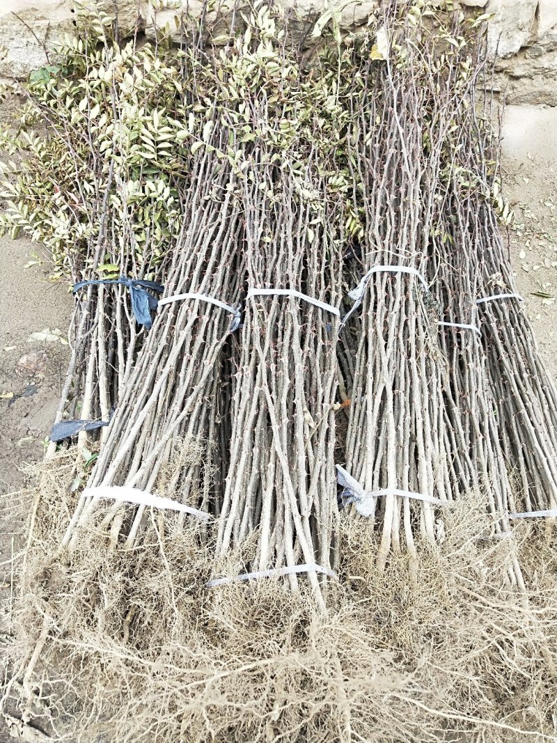 花椒苗山东大红袍花椒苗多少钱一棵