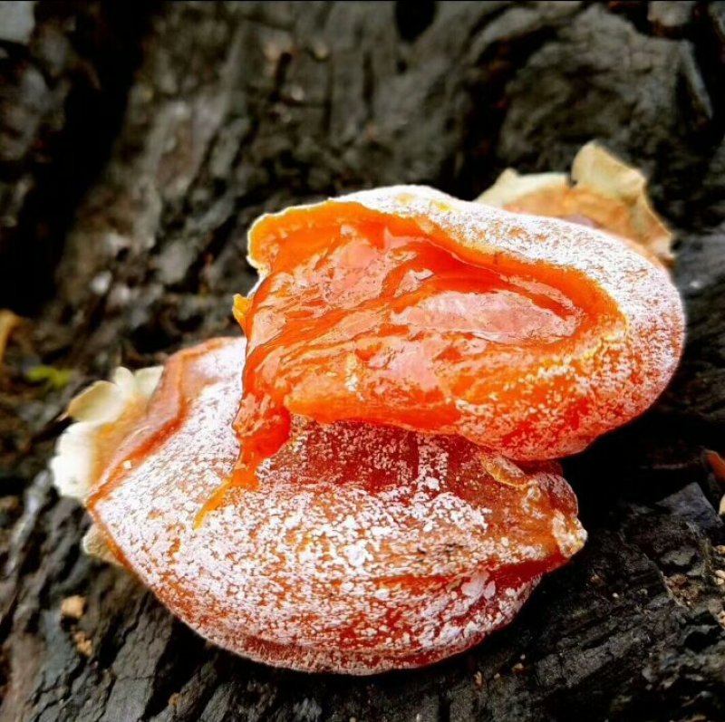 柿饼2~2.5两