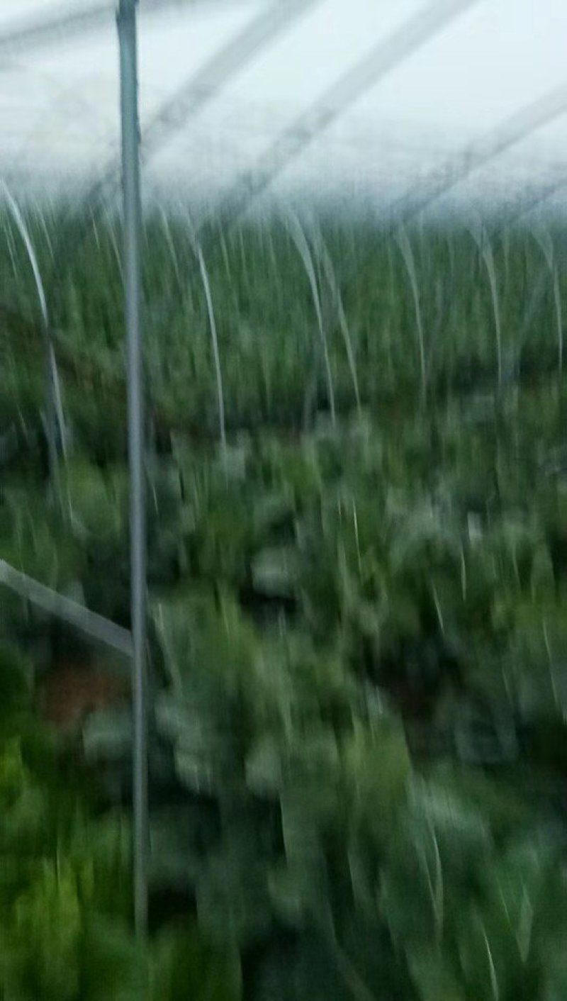 六五菜花大量上市