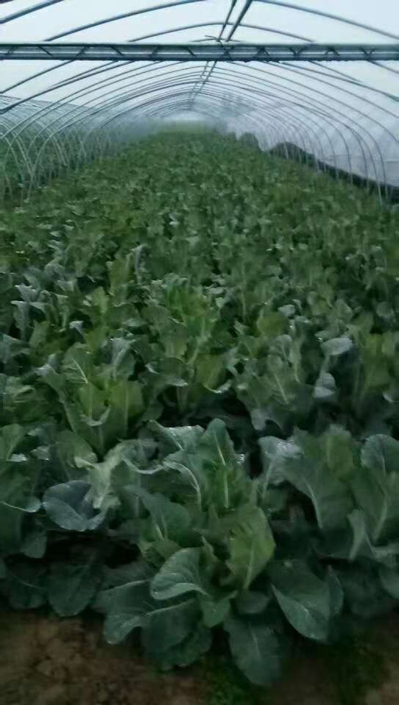 六五菜花大量上市