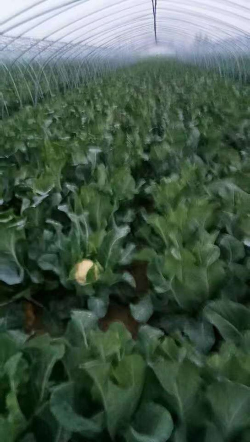 六五菜花大量上市