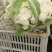 六五菜花大量上市