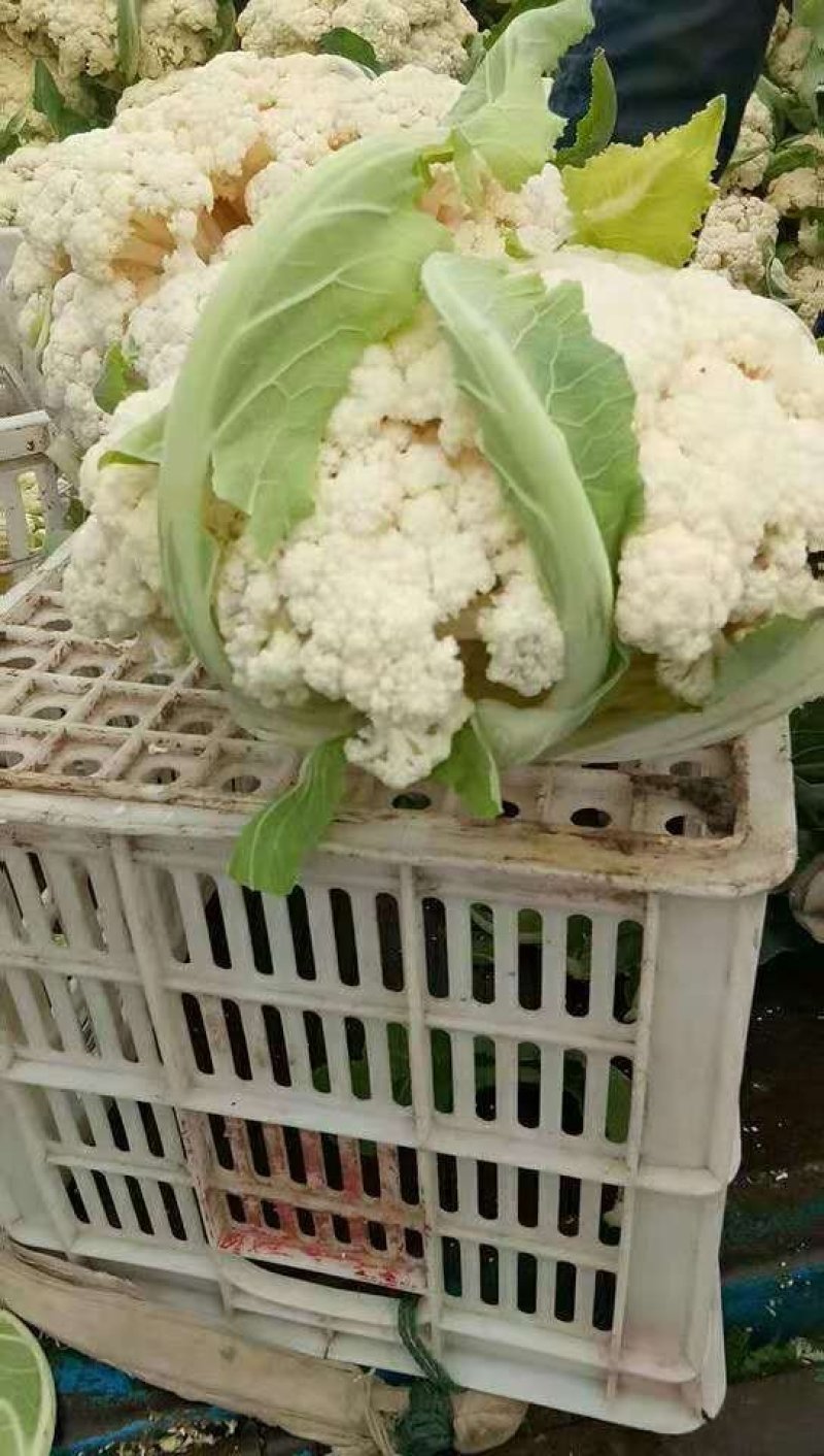 六五菜花大量上市