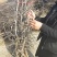 枣树苗山东当年东枣树苗价格