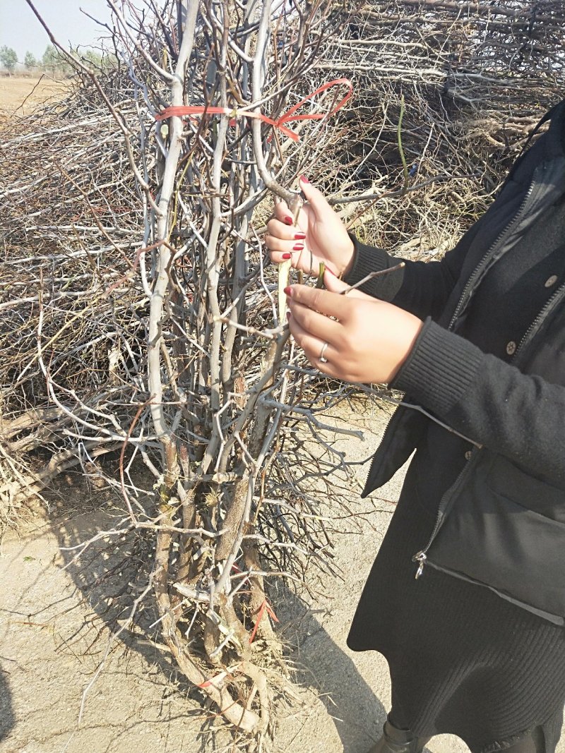 枣树苗山东当年东枣树苗价格