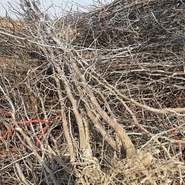 枣树苗山东当年东枣树苗价格