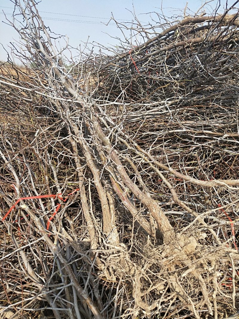 枣树苗山东当年东枣树苗价格