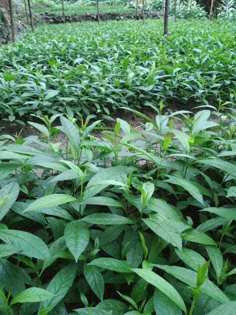 黄花倒水莲种苗，五年育苗经验，程序化管理确保种植成活率