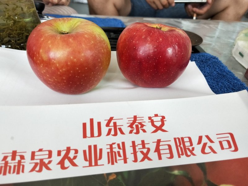鲁丽苹果树苗，矮化苹果苗