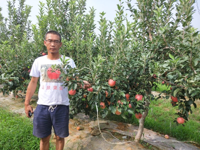 鲁丽苹果树苗，矮化苹果苗