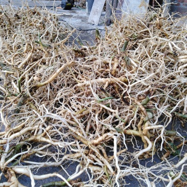 黄花倒水莲鲜货，广西产地货，根须肥厚，煲汤泡酒**