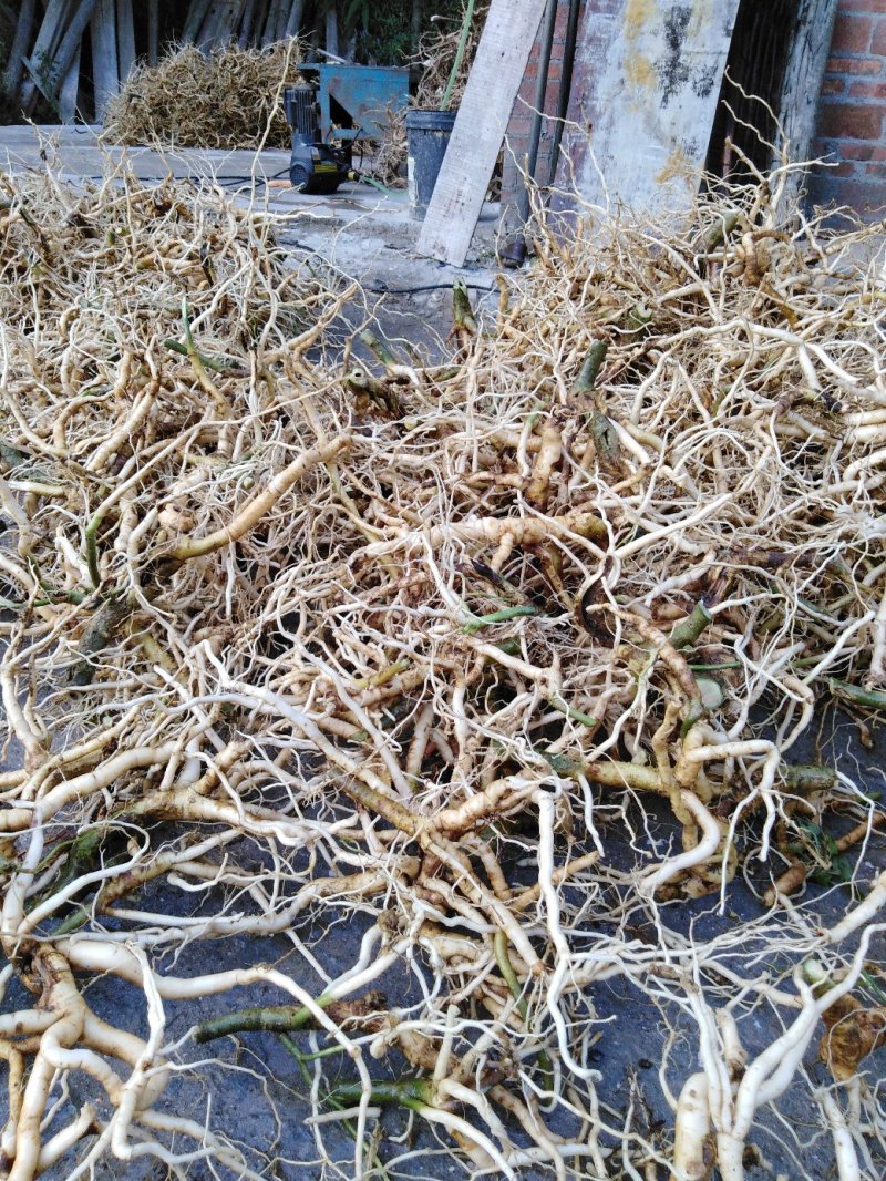 黄花倒水莲鲜货，广西产地货，根须肥厚，煲汤泡酒**
