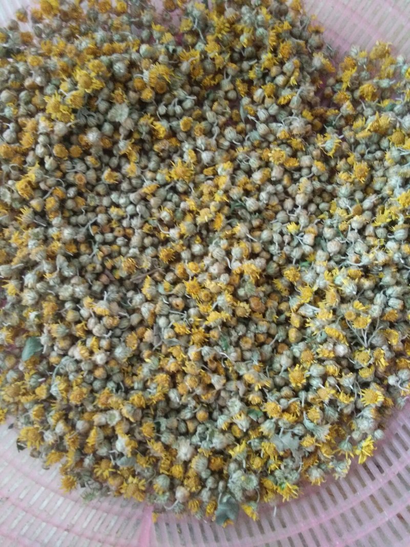 野菊花精品