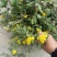 野菊花精品