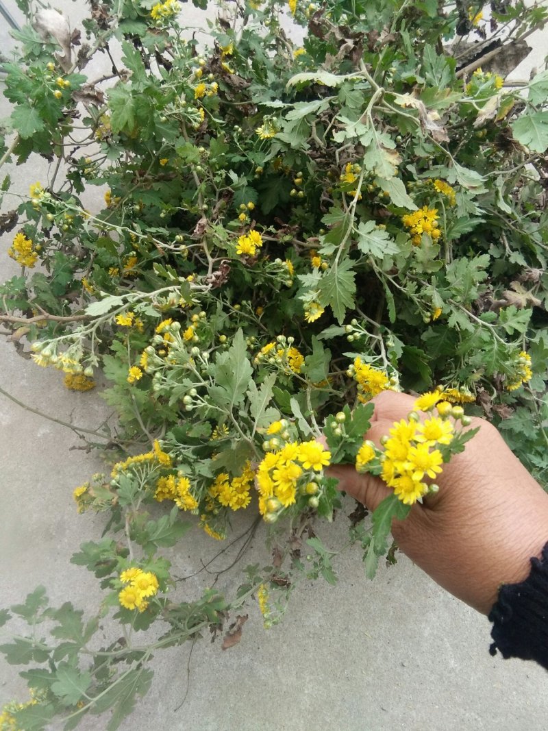 野菊花精品