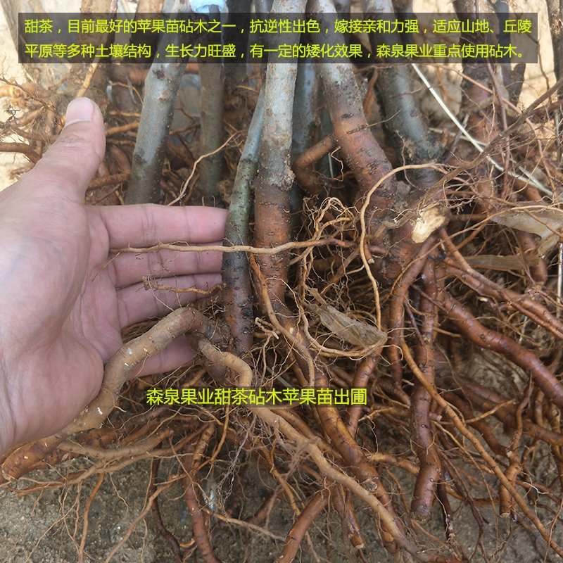 鲁丽苹果树苗，矮化苹果苗